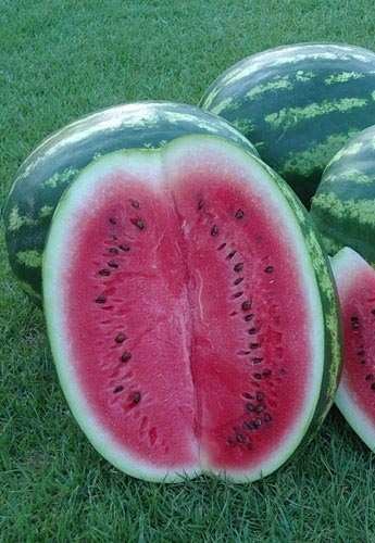 sandia